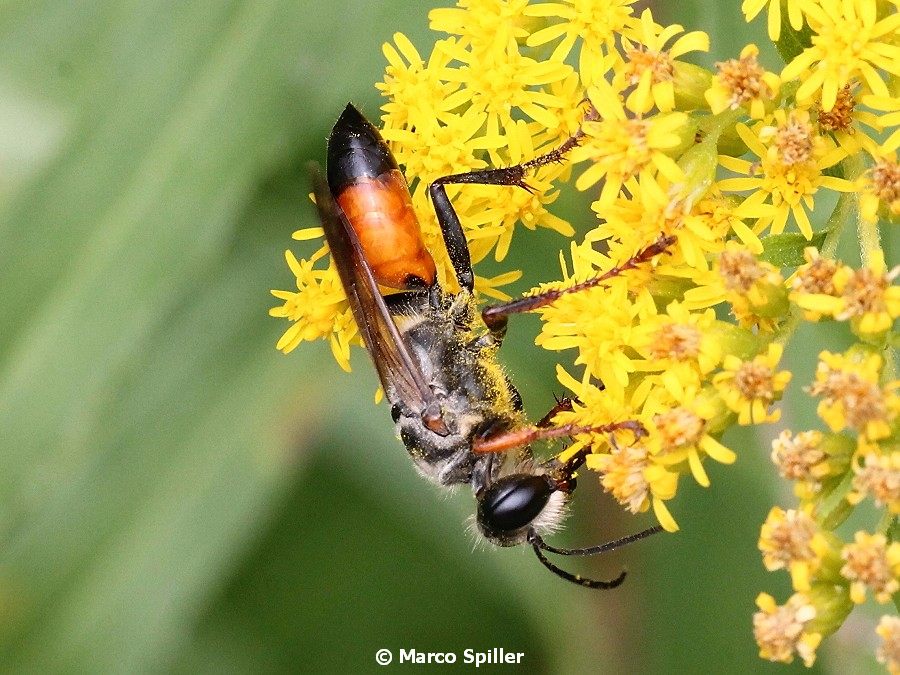 Sphecidae: Sphex flavipennis. Pi confacente S. funerarius, femmina